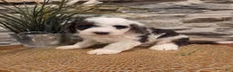 Mini Bernedoodle dogs for sale: ELLIE - FEMALE Mini Bernedoodle 3 - Ad 5