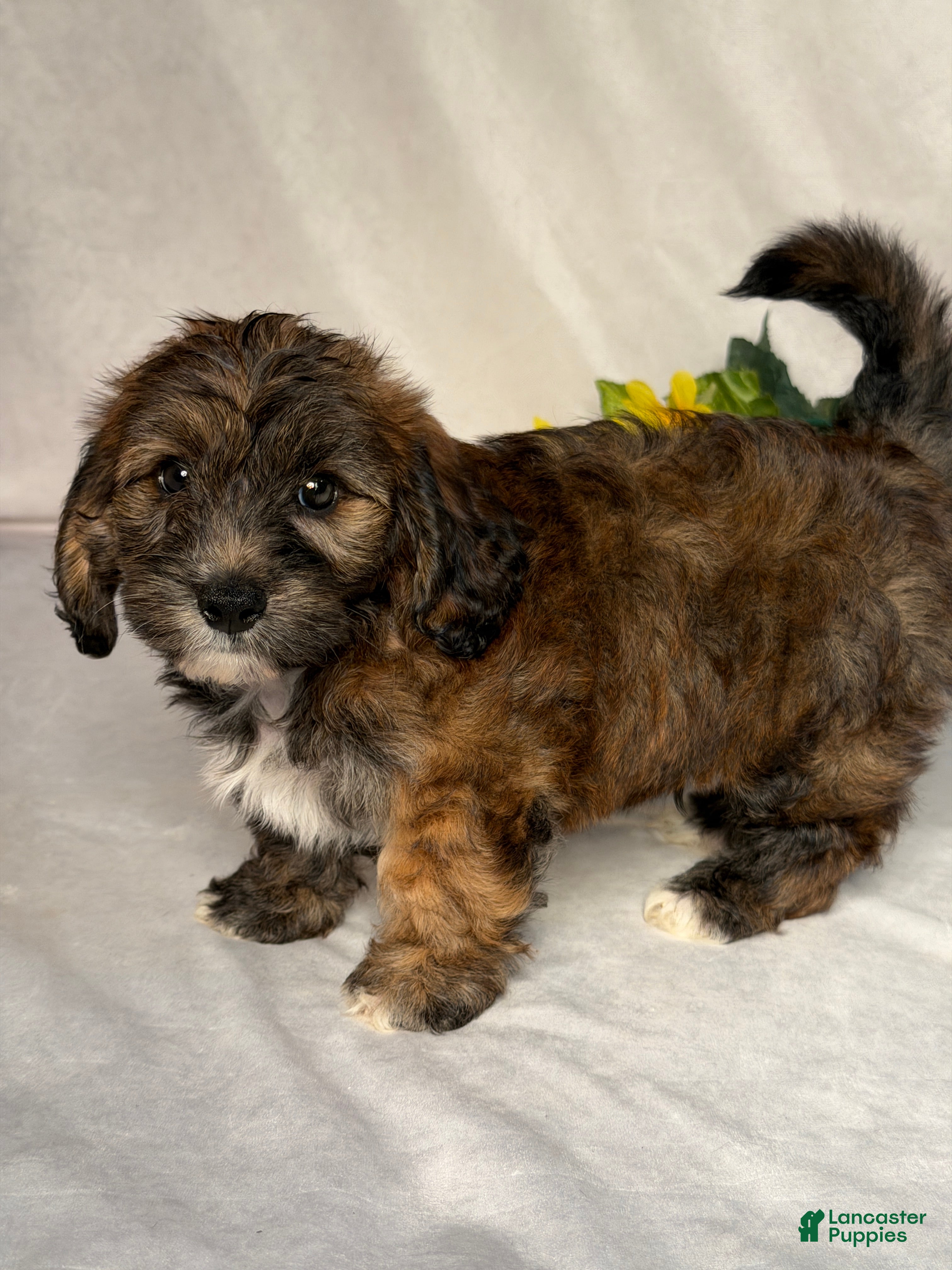 Mixed Breed dogs Bryce - Ad 2