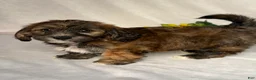 Mixed Breed dogs for sale: Bryce - Ad 2