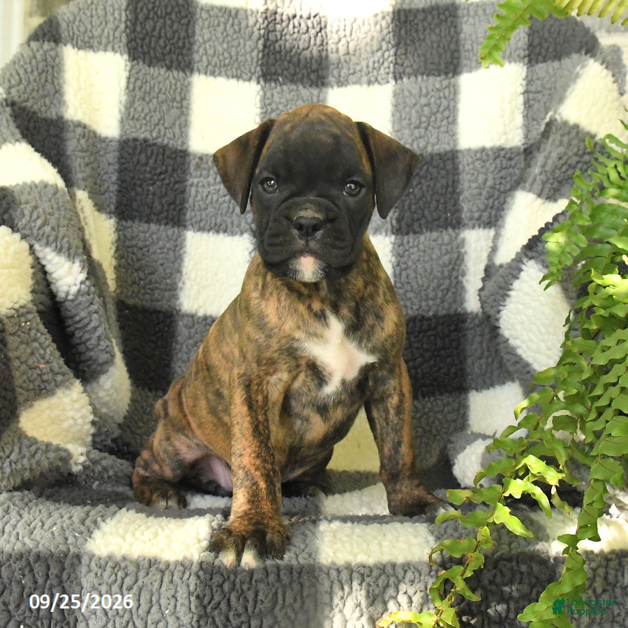 Boxer dogs Penny - Ad 1