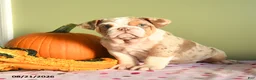 English Bulldog dogs for sale: Charter - Ad 5