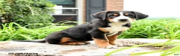 Greater Swiss Mountain Dog dogs for sale: Niklaus - Ad 3