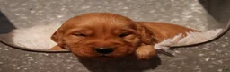 Golden Retriever dogs for sale: Rex - AKC, Genetically Clear - Ad 7