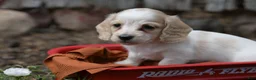Miniature Dachshund dogs for sale: Miniature Dachshund 2 - Ad 6