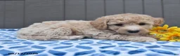 Bichpoo dogs for sale: Justice - Ad 4