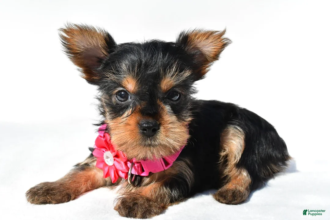 Yorkshire Terrier dogs for sale: Julie teacup - Ad 2
