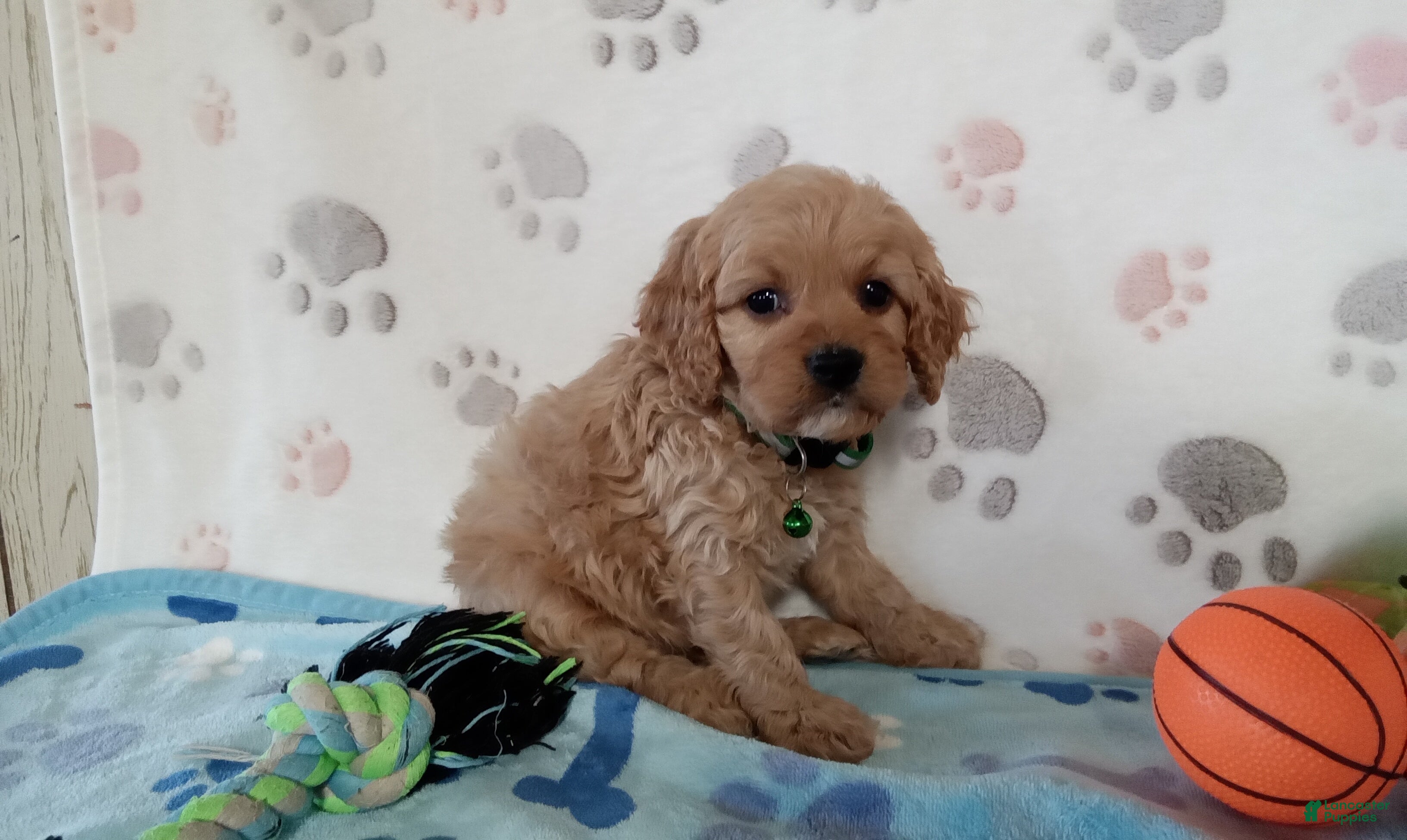 Cavapoo dogs Victor  - Ad 2