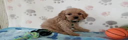 Cavapoo dogs for sale: Victor  - Ad 2