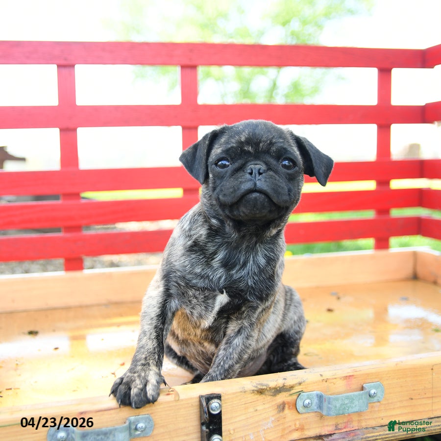 Pug dogs Seth - Ad 2