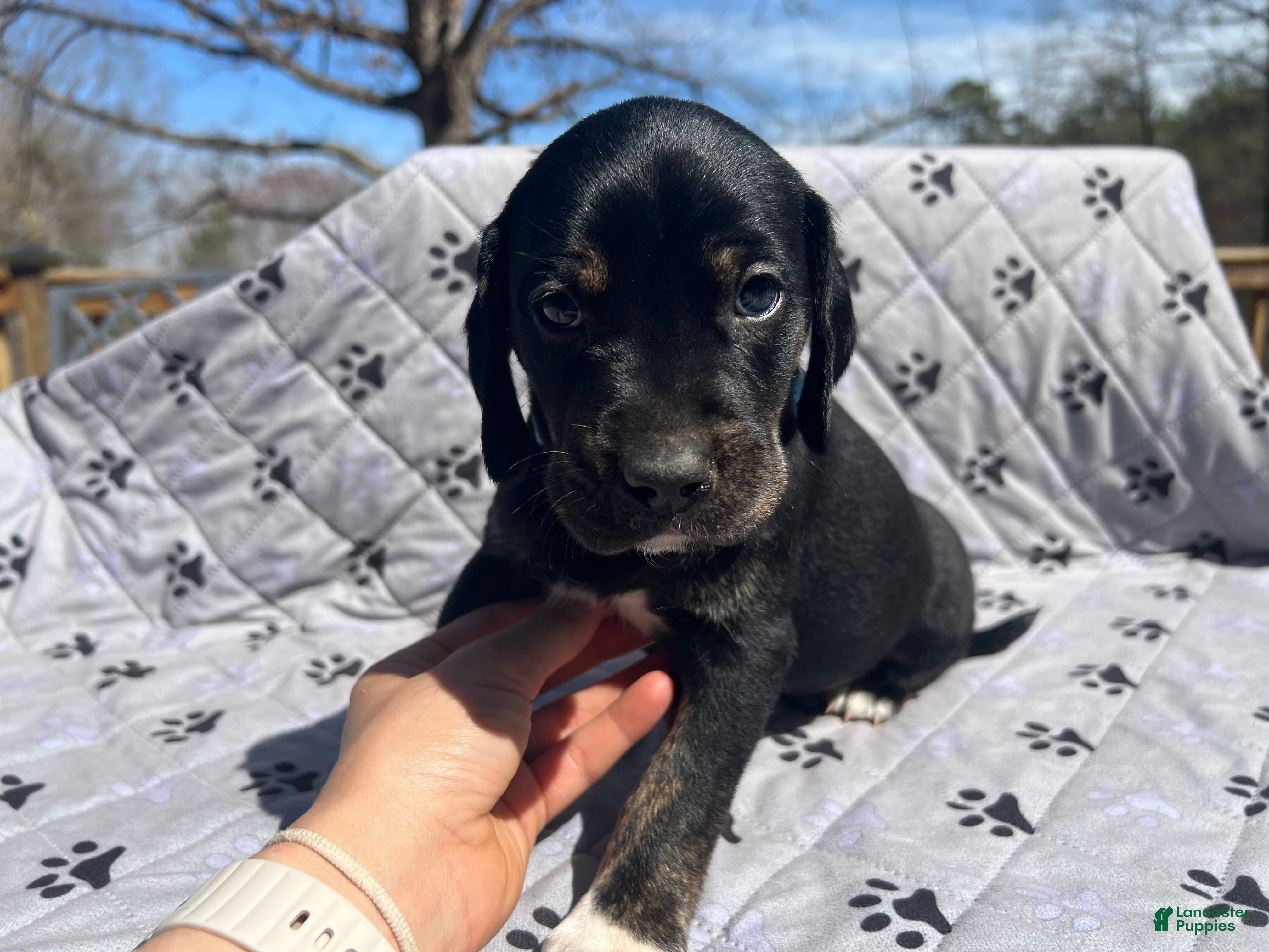 Mixed Breed dogs Mixed Breed Puppy 1 - Ad 1