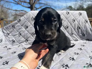 Mixed Breed dogs for sale: Mixed Breed Puppy 1 - Ad 1