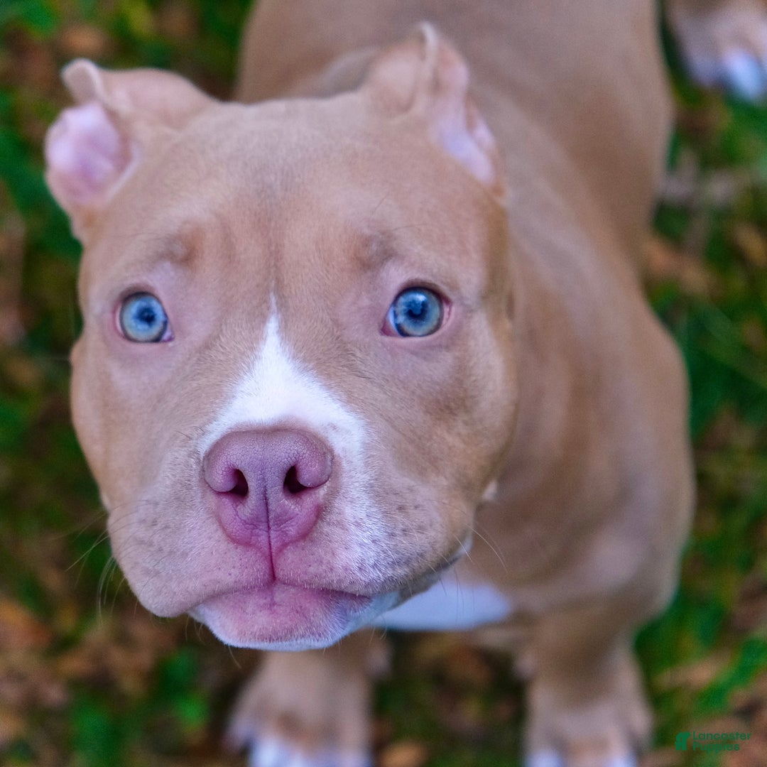 American Bully dogs for sale: Jr rock - Ad 2