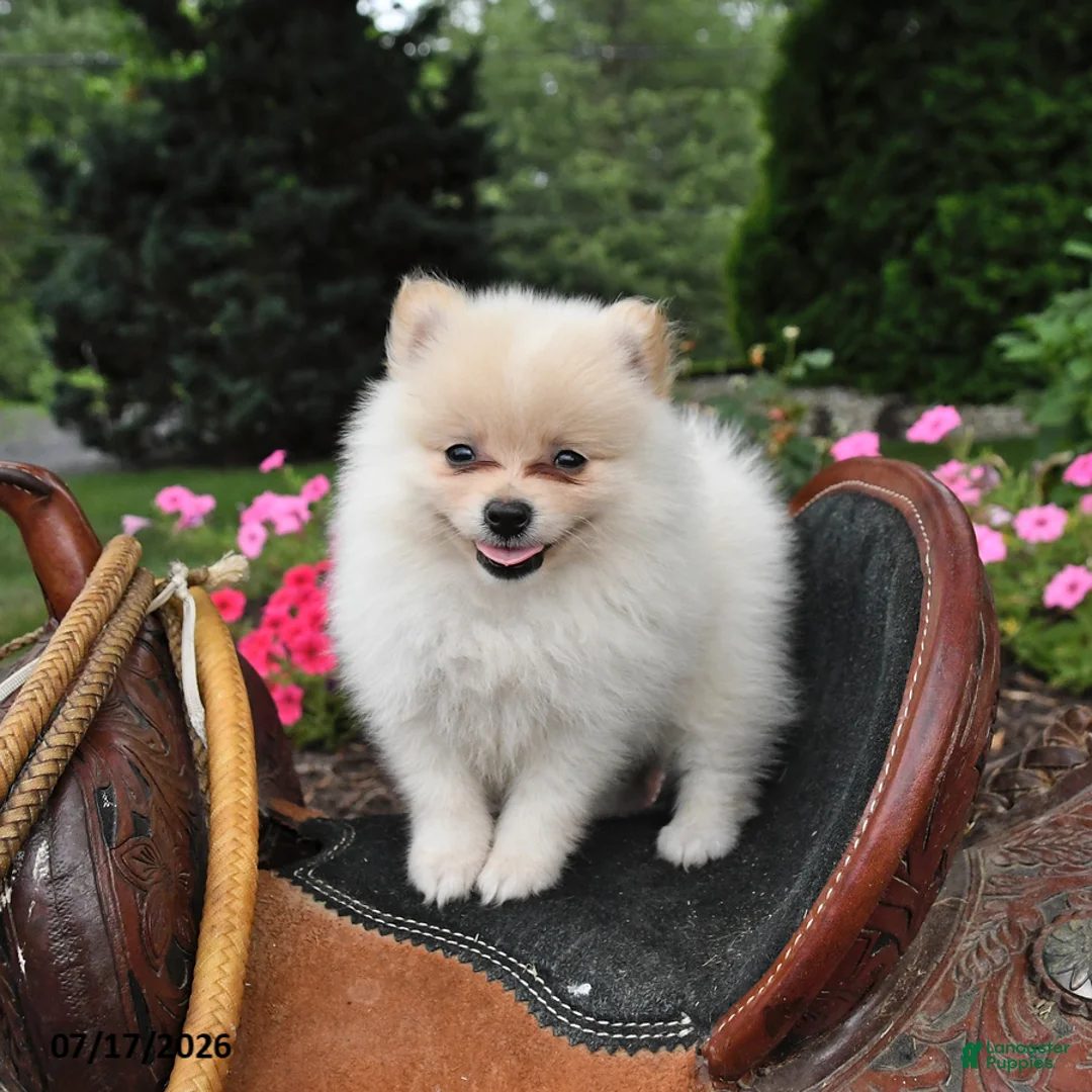 Pomeranian dogs for sale: Rolo - Ad 1