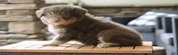 Australian Shepherd dogs for sale: Bear - Ad 2