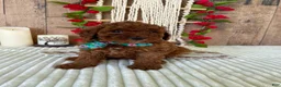 Mini Goldendoodle dogs for sale: Mr. Sunshine - Ad 16