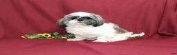 Shih Tzu dogs for sale: Ivy - Ad 7
