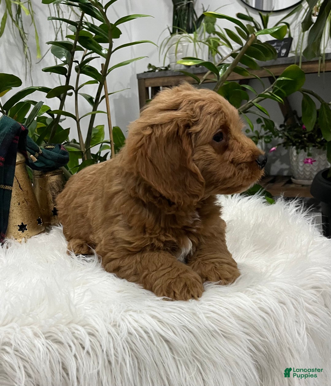 Goldendoodle dogs for sale: Pluto - Ad 2