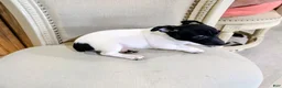 Teddy Roosevelt Terrier dogs for sale: LES - Ad 9