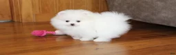 Pomeranian dogs for sale: Teacup Pamela - Ad 13