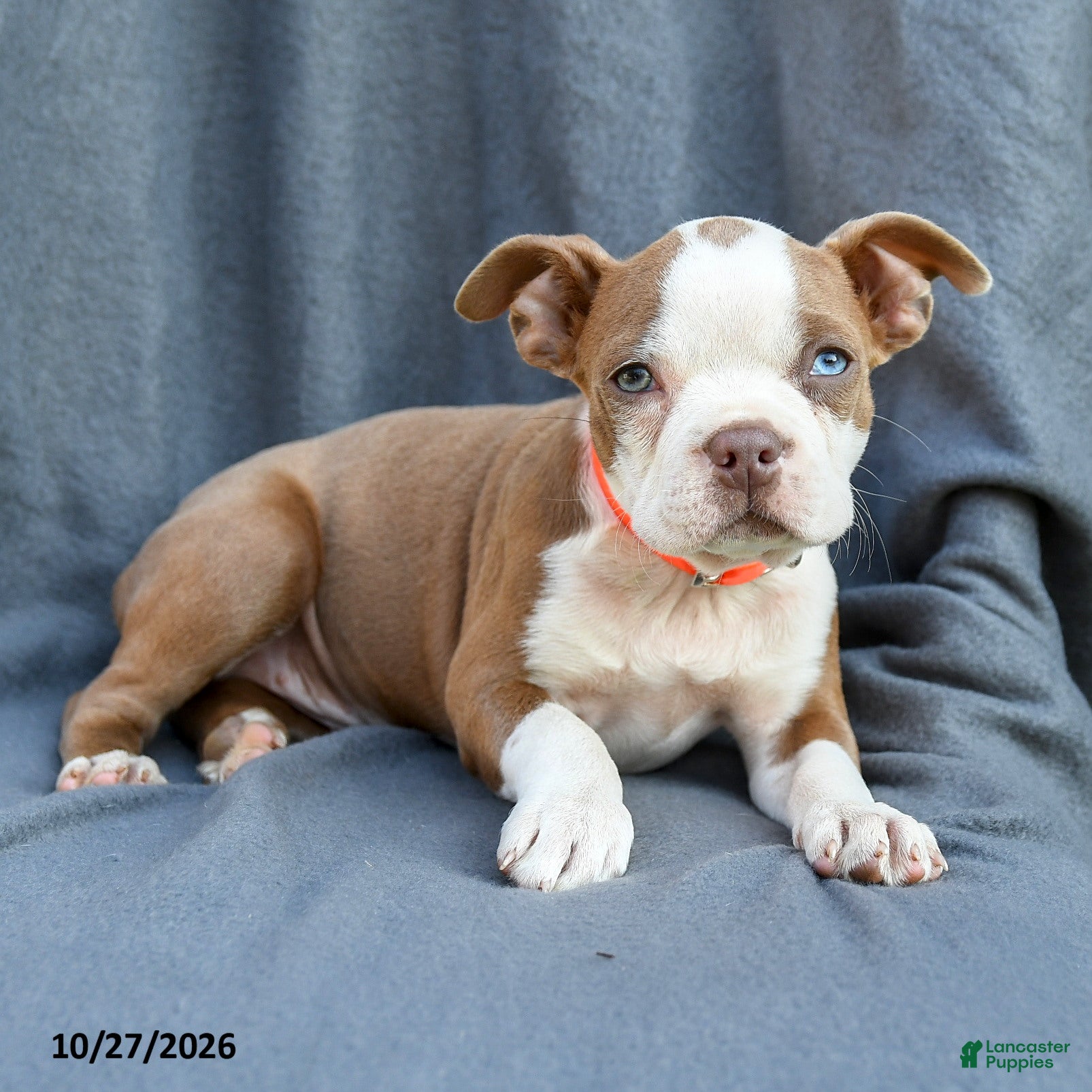 Boston Terrier dogs for sale: Tiana - Ad 1
