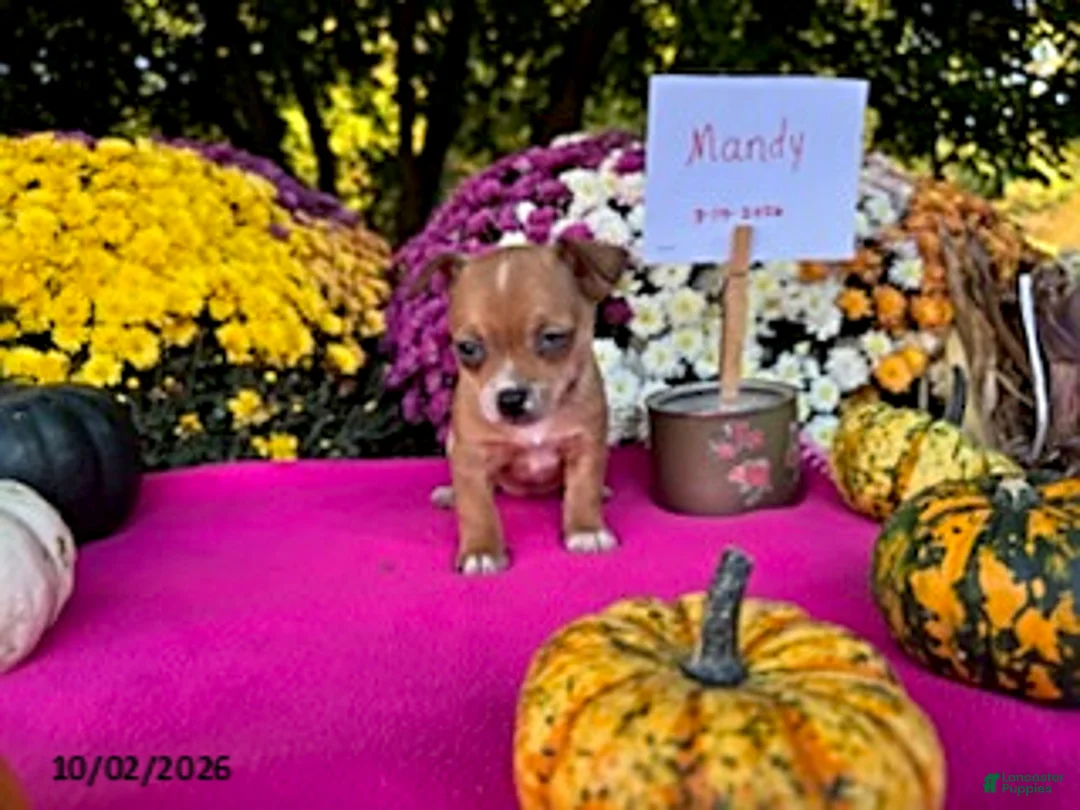 Chihuahua dogs for sale: Mandy - Ad 3