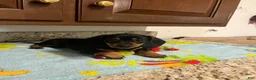 Miniature Dachshund dogs for sale: Aurora  - Ad 7