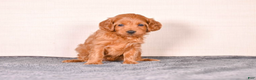 Cavapoo dogs for sale: Sassy - Ad 2
