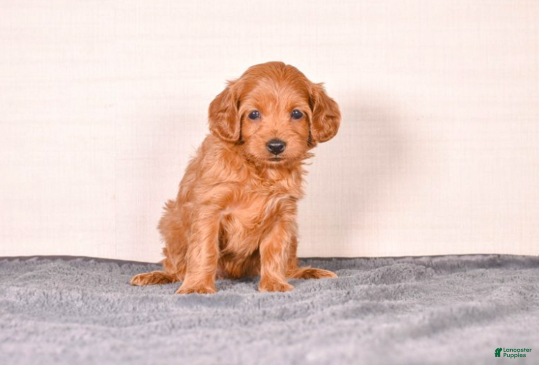 Cavapoo dogs for sale: Sassy - Ad 2