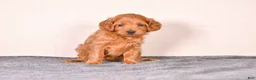 Cavapoo dogs for sale: Sassy - Ad 2