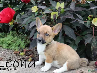 Mixed Breed dogs Leona - Ad 34