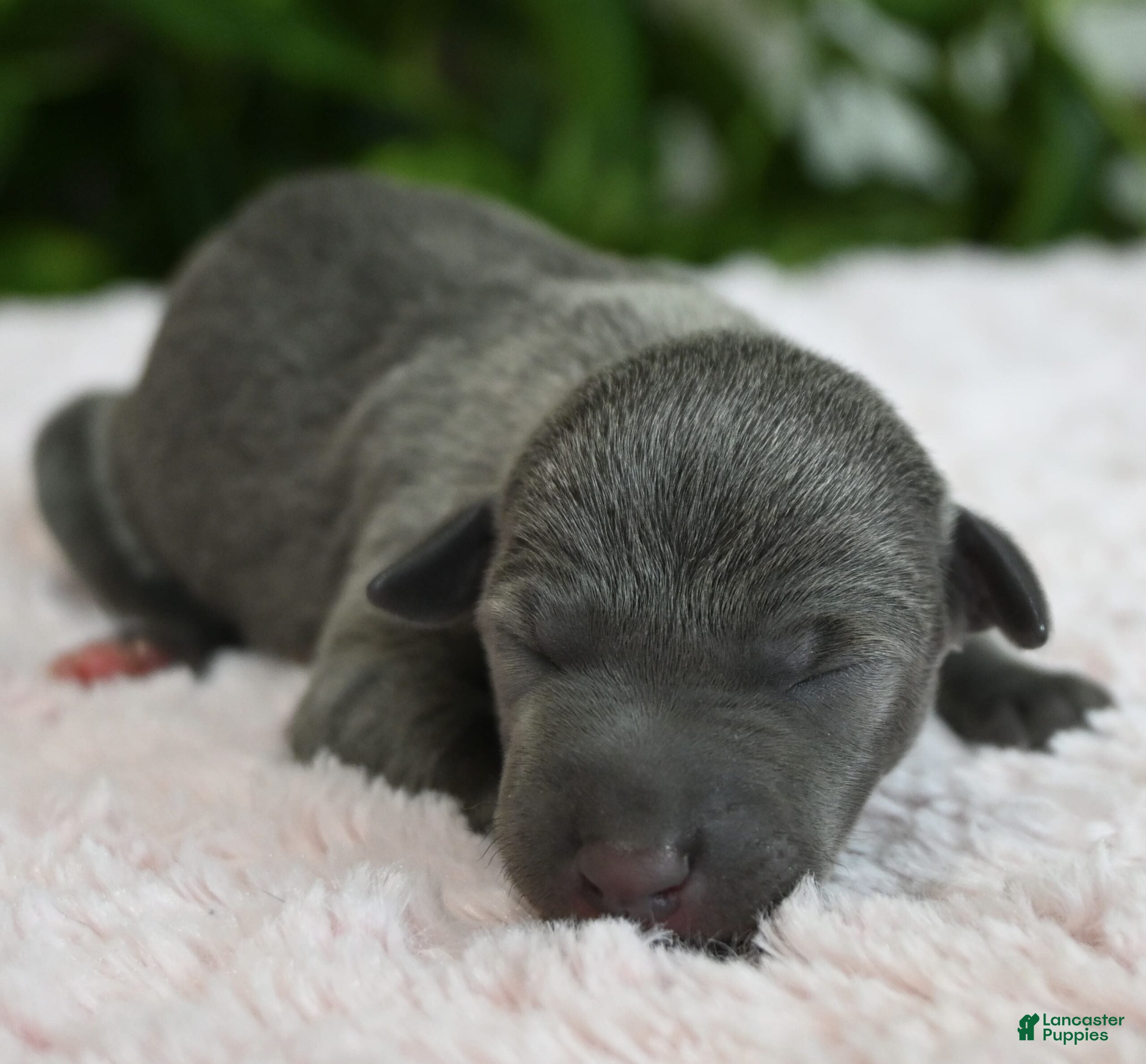 Italian Greyhound dogs Bella - Ad 2