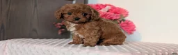Cavapoo dogs for sale: Tessa - Ad 11