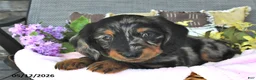 Miniature Dachshund dogs for sale: Kelsie - Ad 2
