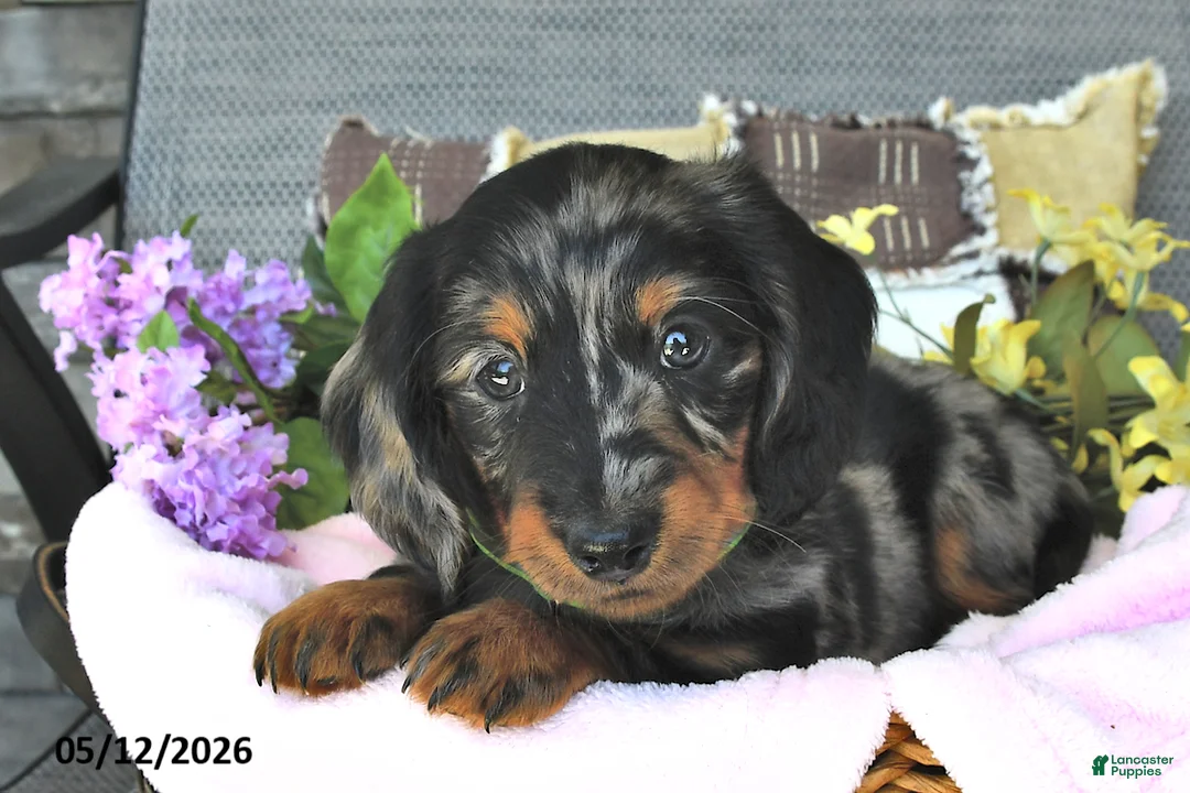 Miniature Dachshund dogs for sale: Kelsie - Ad 2