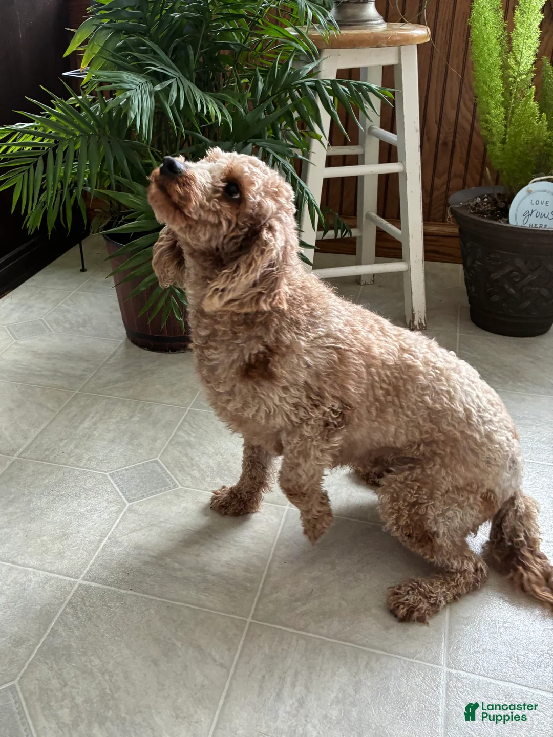 Mini Goldendoodle dogs for sale: Duke - Ad 4