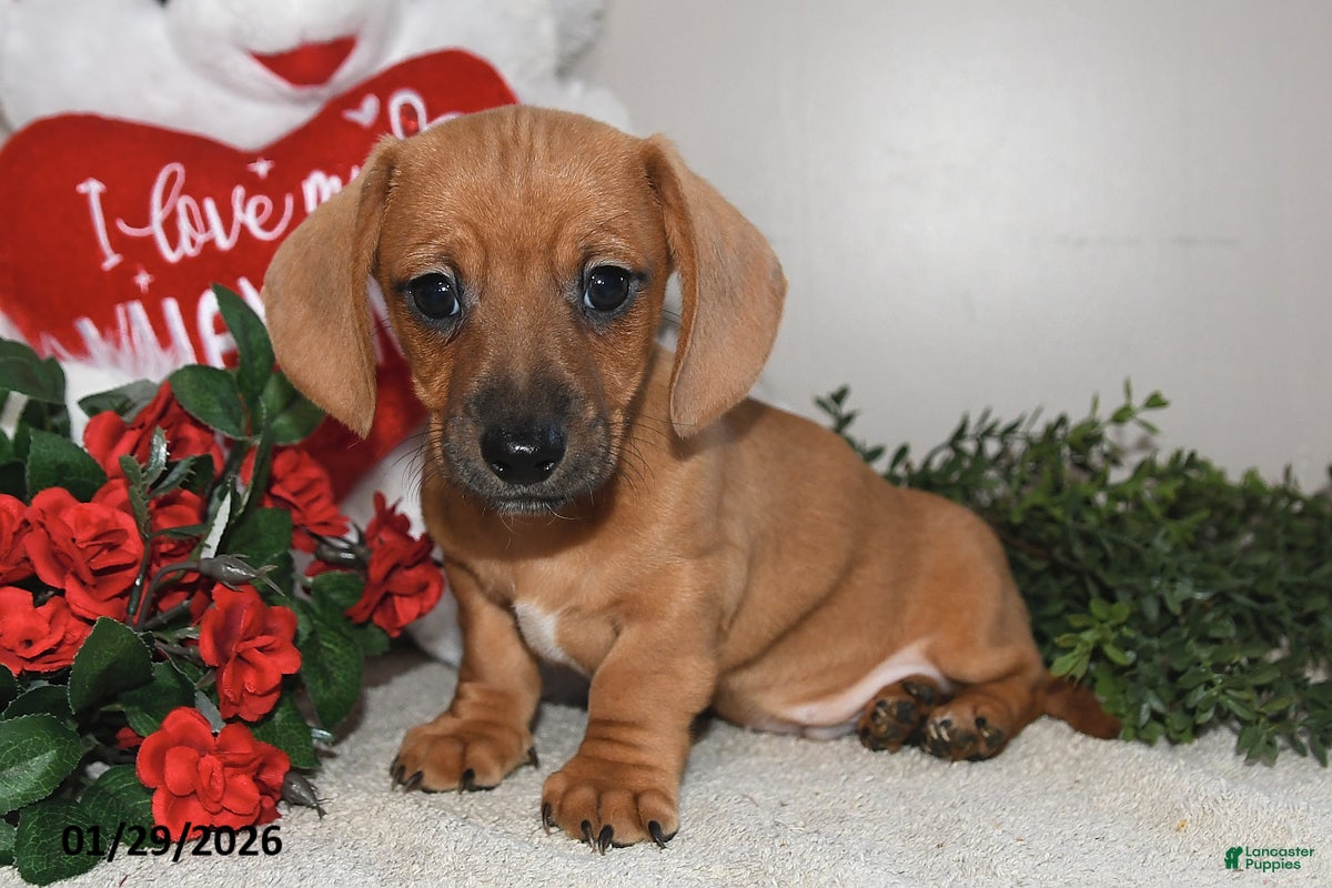 Miniature Dachshund dogs Gus - Ad 29
