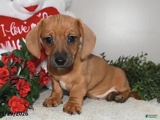 Miniature Dachshund dogs Gus - Ad 29