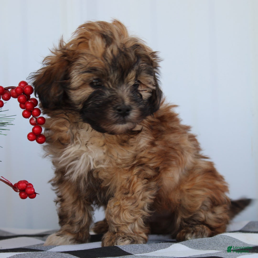 Shihpoo dogs for sale: Sparky - F1 - Ad 2