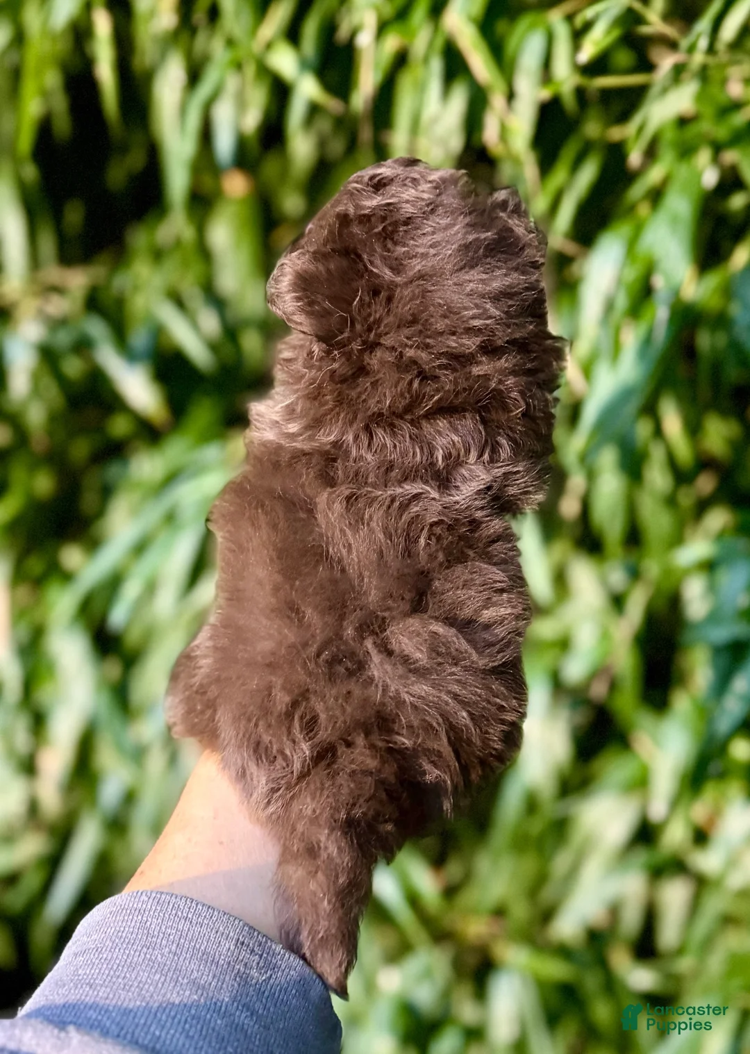 Pomapoo dogs for sale: Pomapoo 1 - Ad 2