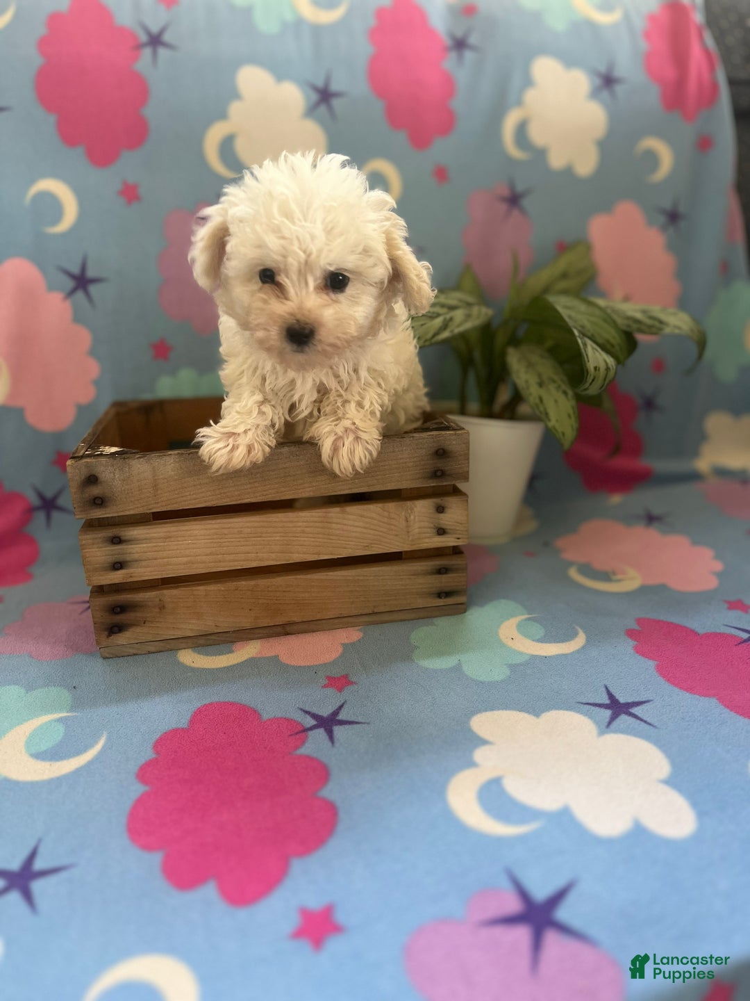 Maltipoo dogs for sale: Jaxon - Ad 2
