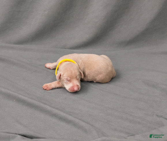 Doberman Pinscher dogs Auriel - Ad 17