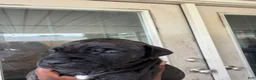 Cane Corso dogs for sale: Cane Corso Puppy 5 - Ad 38