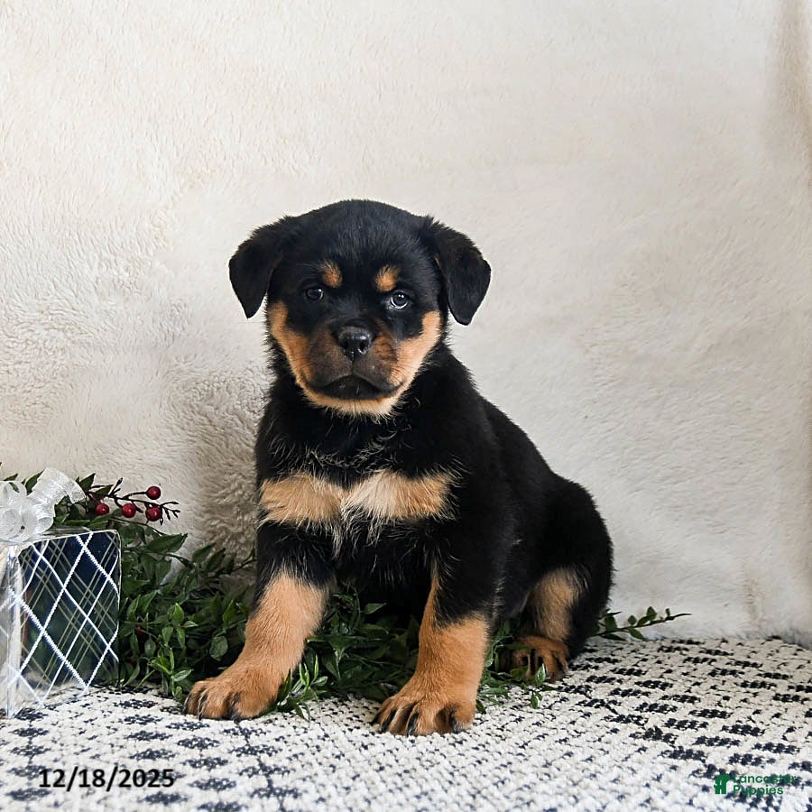 Rottweiler dogs Gigi - Ad 6