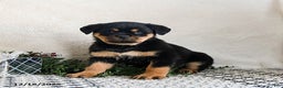 Rottweiler dogs for sale: Gigi - Ad 1