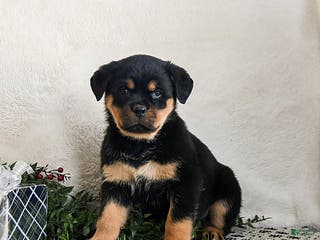 Rottweiler dogs Gigi - Ad 18