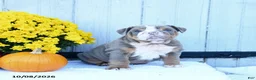 English Bulldog dogs for sale: Charlie - Ad 4