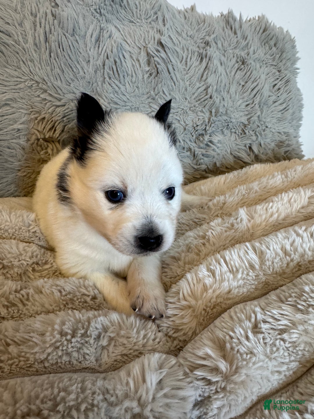 Pomsky dogs for sale: White Male with black spots - Ad 12