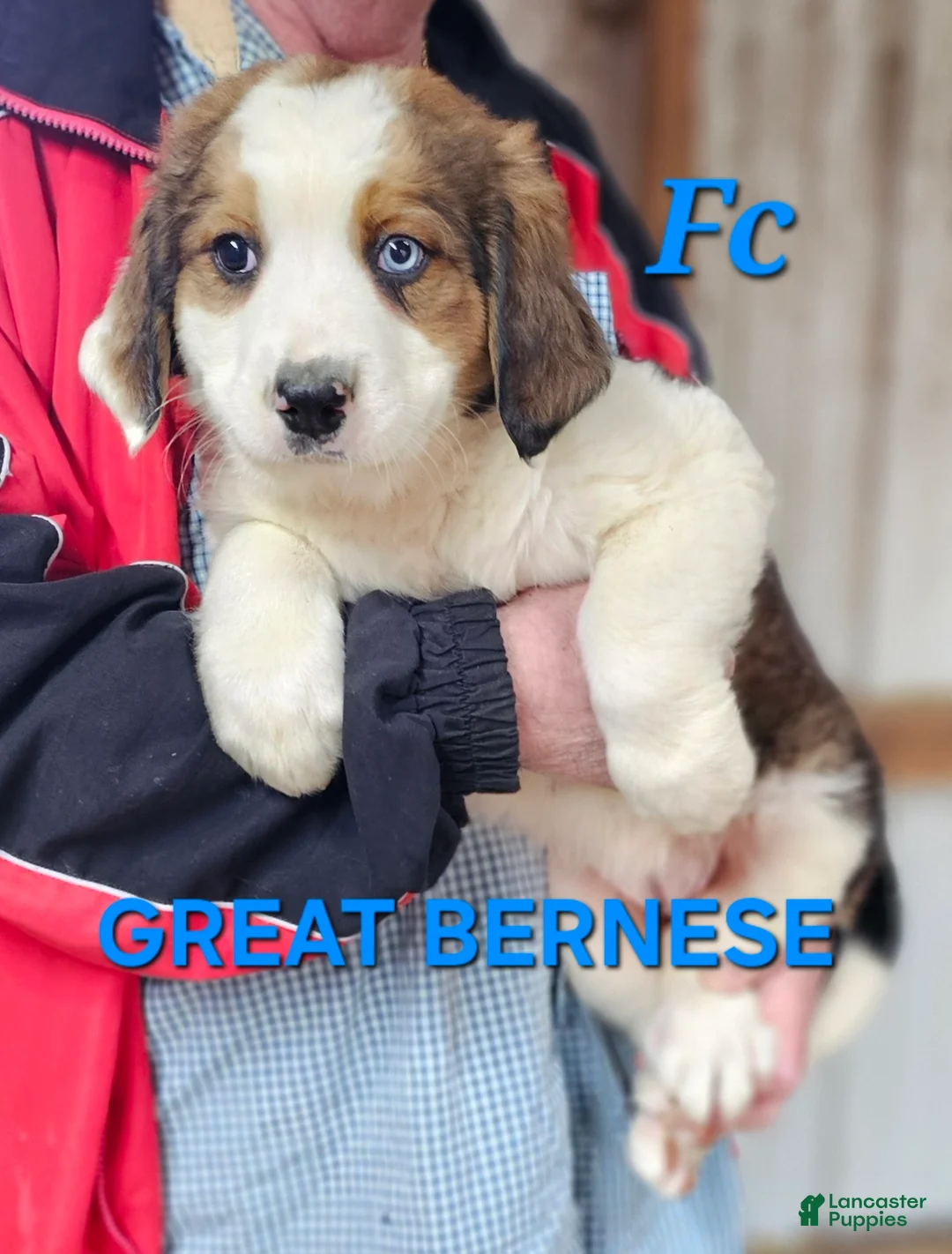 Mixed Breed dogs for sale: Mixed Breed Puppy 1 - Ad 1