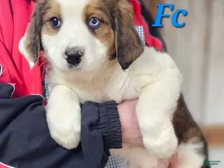 Mixed Breed dogs for sale: Mixed Breed Puppy 1 - Ad 1