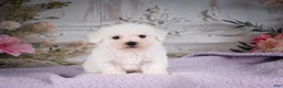 Bichon Frise dogs for sale: AKC-Ricky - Ad 4